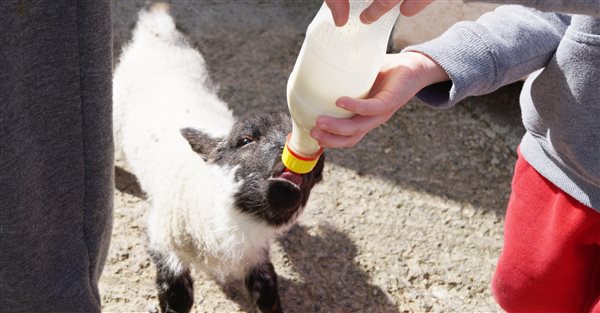 Bottle feed our spring lambs